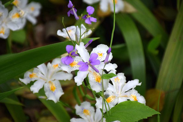 北京市“十五五”规划建议出炉：深入推进美丽北京建设，打造绿色低碳宜居家园