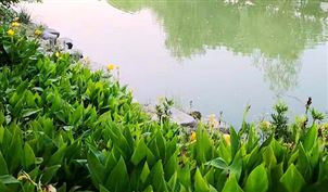 浙江省生态与环境修复技术协会关于发布《山塘淡水养殖水体原位修复技术规范》等三个团体标准的公告