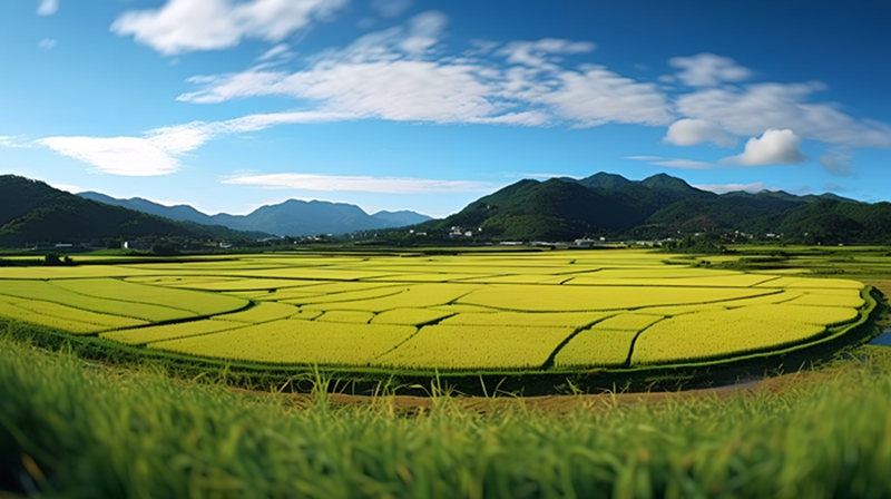 机插水稻绿色高质高效栽培技术