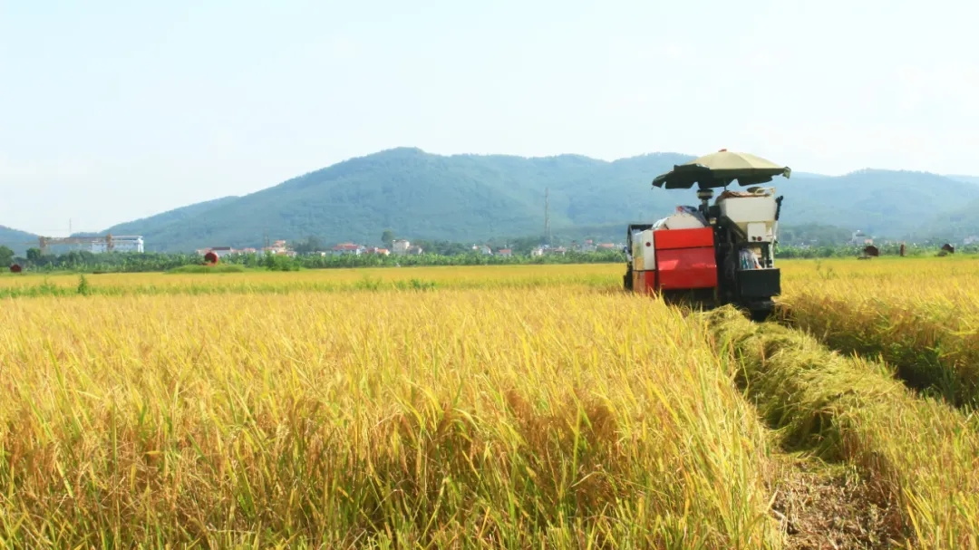 科学减损保粮安：2025年上海水稻机收减损现场会暨大比武活动举行